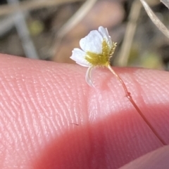 Drosera peltata (Shield Sundew) at Wingecarribee Local Government Area - 5 Oct 2023 by Tapirlord