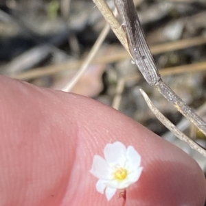 Drosera peltata at Woodlands, NSW - 5 Oct 2023