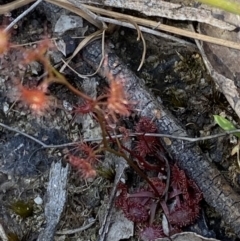 Drosera peltata at Woodlands, NSW - 5 Oct 2023 01:34 PM