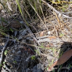 Drosera peltata at Woodlands, NSW - 5 Oct 2023
