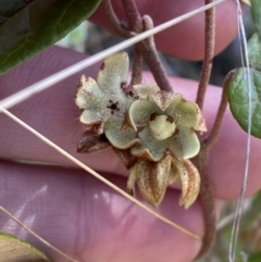 Lasiopetalum ferrugineum var. cordatum at Woodlands - 5 Oct 2023 by Tapirlord