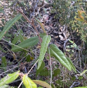 Lasiopetalum ferrugineum var. cordatum at Woodlands, NSW - 5 Oct 2023