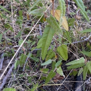 Lasiopetalum ferrugineum var. cordatum at Woodlands, NSW - 5 Oct 2023 01:29 PM