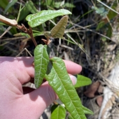 Lasiopetalum ferrugineum var. cordatum at Woodlands, NSW - 5 Oct 2023 01:29 PM