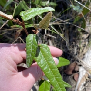 Lasiopetalum ferrugineum var. cordatum at Woodlands, NSW - 5 Oct 2023 01:29 PM