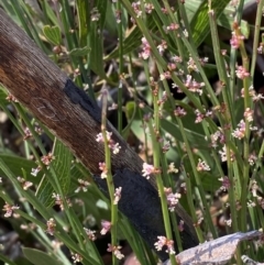 Amperea xiphoclada var. xiphoclada (Broom Spurge) at Wingecarribee Local Government Area - 5 Oct 2023 by Tapirlord