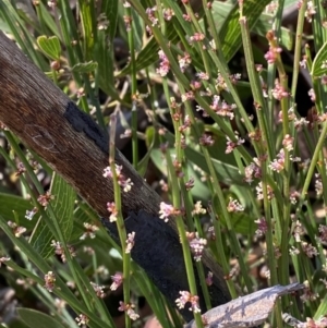 Amperea xiphoclada var. xiphoclada at Woodlands, NSW - 5 Oct 2023