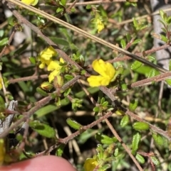 Hibbertia aspera subsp. aspera at Woodlands, NSW - 5 Oct 2023