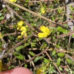 Hibbertia aspera subsp. aspera at Woodlands, NSW - 5 Oct 2023 01:25 PM