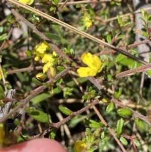 Hibbertia aspera subsp. aspera at Woodlands, NSW - 5 Oct 2023 01:25 PM