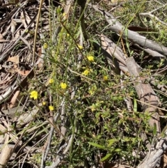 Hibbertia aspera subsp. aspera at Woodlands, NSW - 5 Oct 2023