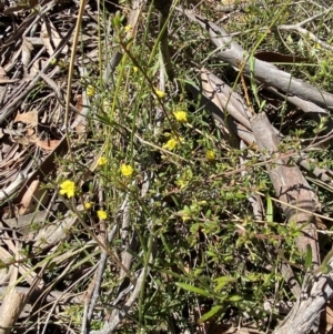 Hibbertia aspera subsp. aspera at Woodlands, NSW - 5 Oct 2023