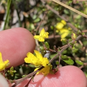 Hibbertia aspera subsp. aspera at Woodlands, NSW - 5 Oct 2023