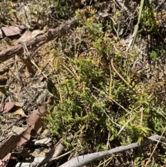 Lomandra obliqua (Twisted Matrush) at Wingecarribee Local Government Area - 5 Oct 2023 by Tapirlord