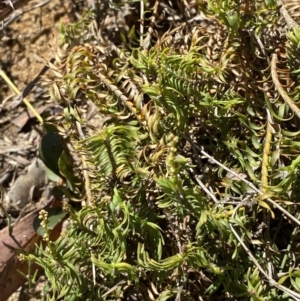 Lomandra obliqua at Woodlands, NSW - 5 Oct 2023