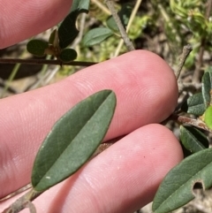 Pomaderris andromedifolia subsp. andromedifolia (Andromeda Pomaderris) at Wingecarribee Local Government Area - 5 Oct 2023 by Tapirlord