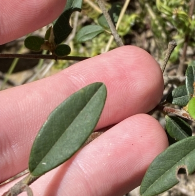 Pomaderris andromedifolia subsp. andromedifolia (Andromeda Pomaderris) at Woodlands - 5 Oct 2023 by Tapirlord