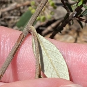 Pomaderris andromedifolia subsp. andromedifolia at Woodlands, NSW - 5 Oct 2023