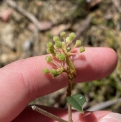 Pomaderris andromedifolia subsp. andromedifolia at Woodlands, NSW - 5 Oct 2023