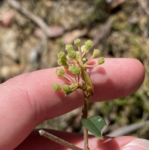 Pomaderris andromedifolia subsp. andromedifolia at Woodlands, NSW - 5 Oct 2023