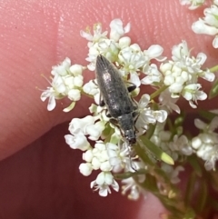 Alleculinae sp. (Subfamily) (Unidentified Comb-clawed beetle) at Woodlands - 5 Oct 2023 by Tapirlord