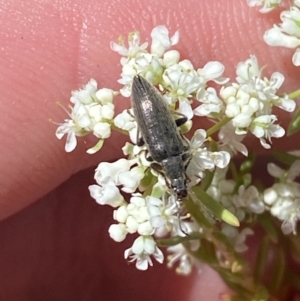 Alleculinae sp. (Subfamily) at Woodlands, NSW - 5 Oct 2023