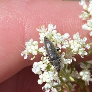 Alleculinae sp. (Subfamily) at Woodlands, NSW - 5 Oct 2023