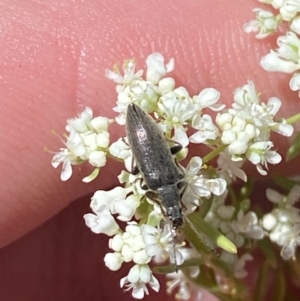 Alleculinae sp. (Subfamily) at Woodlands, NSW - 5 Oct 2023