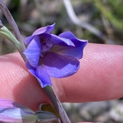 Thelymitra ixioides (Dotted Sun Orchid) at Woodlands - 5 Oct 2023 by Tapirlord