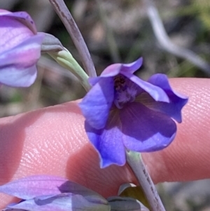 Thelymitra ixioides at Woodlands, NSW - suppressed