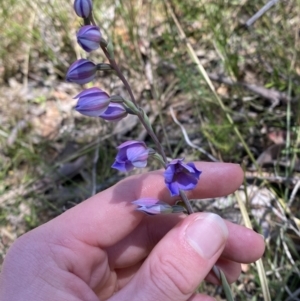 Thelymitra ixioides at Woodlands, NSW - suppressed