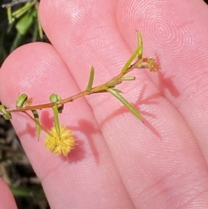 Acacia brownii at Woodlands, NSW - 5 Oct 2023