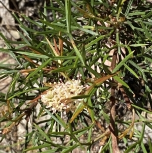 Grevillea raybrownii at Woodlands, NSW - 5 Oct 2023 01:11 PM