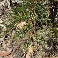 Grevillea raybrownii at Woodlands, NSW - 5 Oct 2023 01:11 PM