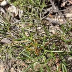 Grevillea raybrownii at Woodlands, NSW - 5 Oct 2023