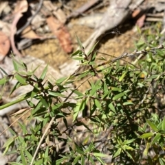 Leucopogon setiger (A Beard Heath) at Woodlands, NSW - 5 Oct 2023 by Tapirlord