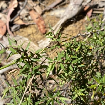 Leucopogon setiger (A Beard Heath) at Woodlands, NSW - 5 Oct 2023 by Tapirlord