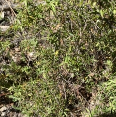 Leucopogon setiger at Wingecarribee Local Government Area - 5 Oct 2023 01:11 PM