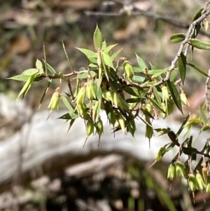 Leucopogon setiger at Wingecarribee Local Government Area - 5 Oct 2023 01:11 PM