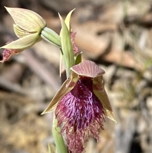 Calochilus robertsonii at Woodlands, NSW - 5 Oct 2023