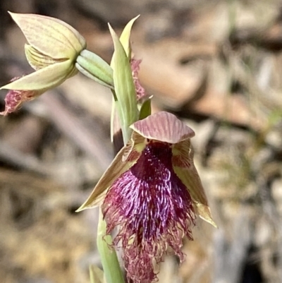 Calochilus robertsonii (Beard Orchid) at Wingecarribee Local Government Area - 5 Oct 2023 by Tapirlord