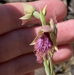 Calochilus robertsonii at Woodlands, NSW - 5 Oct 2023