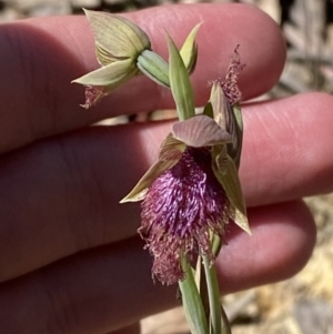 Calochilus robertsonii at Woodlands, NSW - 5 Oct 2023