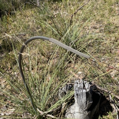 Xanthorrhoea concava (Grass Tree) at Woodlands - 5 Oct 2023 by Tapirlord