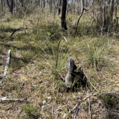 Xanthorrhoea concava at Woodlands, NSW - 5 Oct 2023