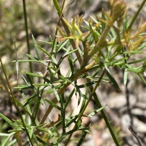 Grevillea raybrownii at Woodlands, NSW - 5 Oct 2023