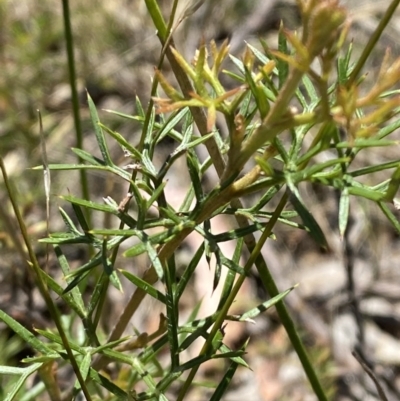 Grevillea raybrownii at Woodlands, NSW - 5 Oct 2023 by Tapirlord