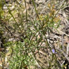 Grevillea raybrownii at Woodlands, NSW - 5 Oct 2023