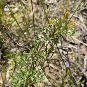 Grevillea raybrownii at Woodlands, NSW - 5 Oct 2023 01:03 PM