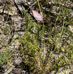 Lomandra obliqua at Woodlands, NSW - 5 Oct 2023